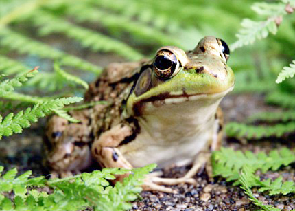 Frog