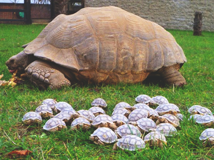 300 Tortoises